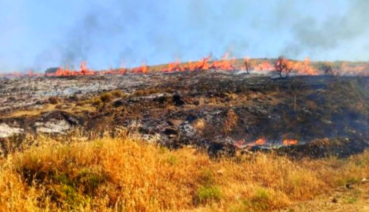 Çanakkale'de Orman Yangını!