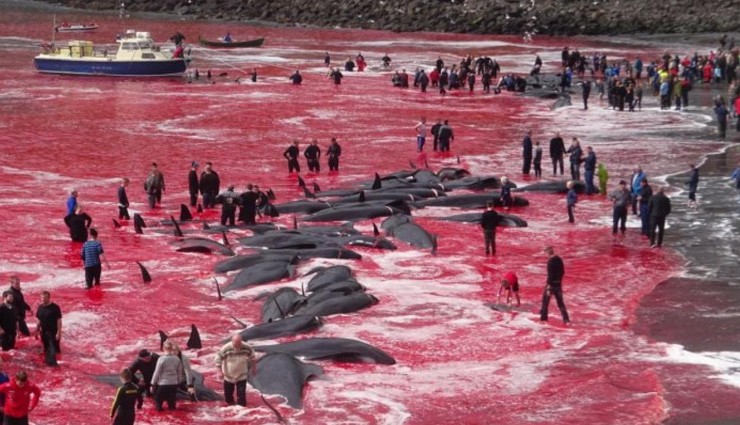 Faroe Adaları'nda Yunus Katliamı!