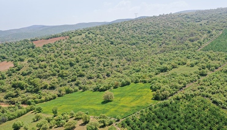 Hazine'ye Ait Ormanlar Kiralanıyor!