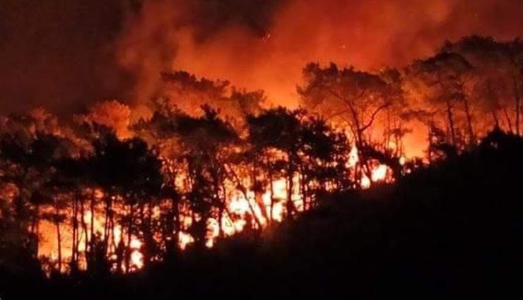 Muğla'da Orman Yangını!