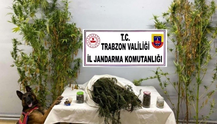 Trabzon'da Uyuşturucu Operasyonu!