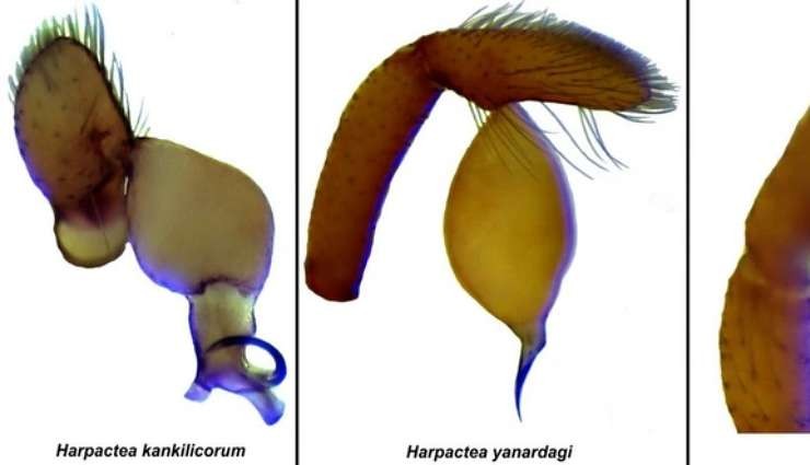 Antalya'da 8 Yeni Örümcek Türü Keşfedildi!