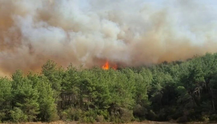 Çanakkale'de Orman Yangını!