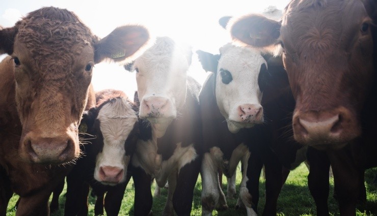 Dünden Bugüne Veganlık!