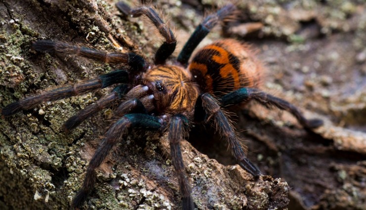 İnternet Sitesinde Tarantula Satışı!