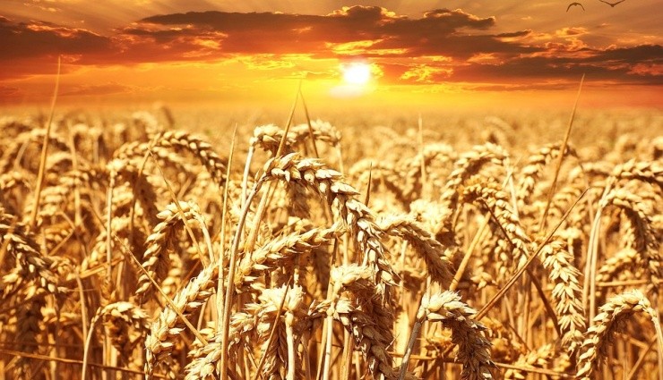 Buğdayın Vergisi Yüzde 130'a Çıkarıldı!