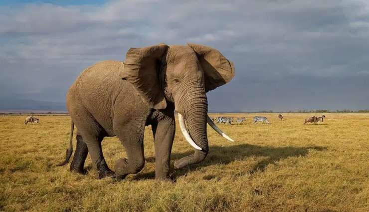 Vahşi Afrika Filleri Kendilerini Evcilleştirmiş Olabilir!