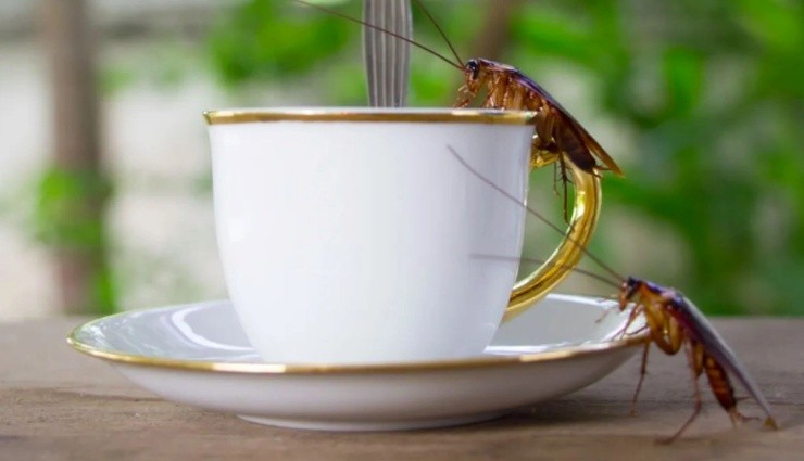 Kahvenizde Hamam Böcekleri Olabilir mi?