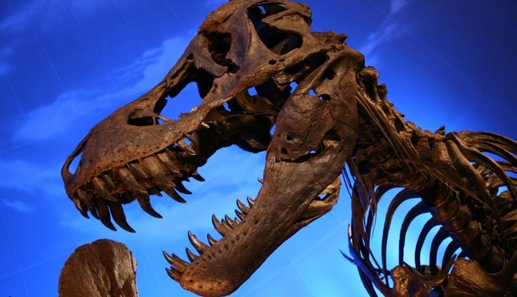 Yeryüzünde Kaç T-Rex Yaşadı?
