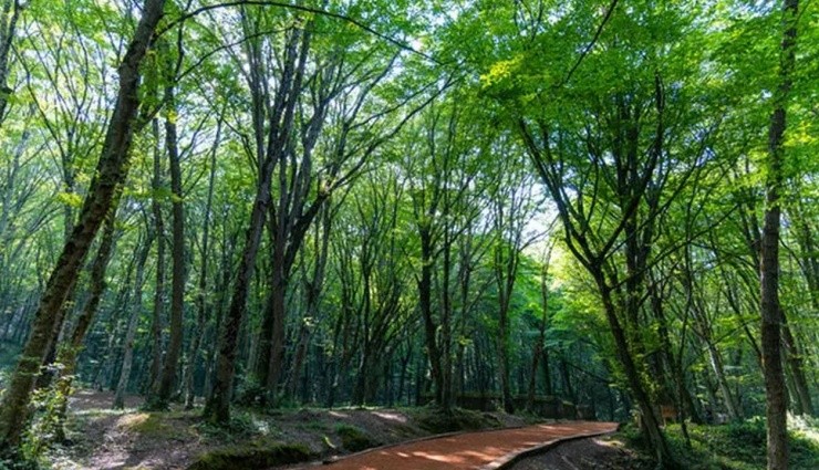 Çankırı'da Ormanlara Giriş Yasaklandı!