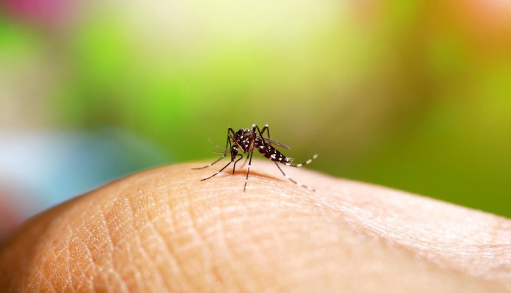 Sivrisineklerden Korunmanın 7 Yolu!