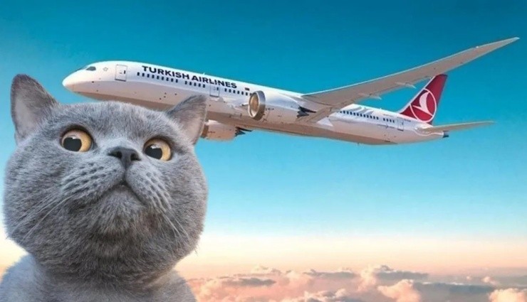 THY Uçağında 'Kedi' Alarmı!