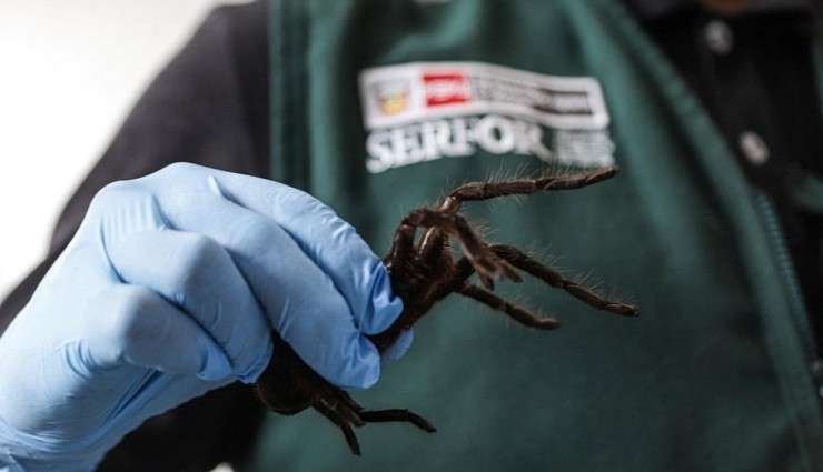 Havalimanında Tarantula Kaçakçısı Güney Koreli Yakalandı!