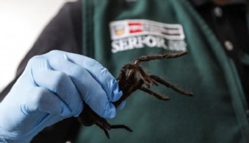 Havalimanında Tarantula Kaçakçısı Güney Koreli Yakalandı!