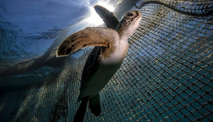 Deniz Kaplumbağası Yiyen 9 Kişi Öldü!