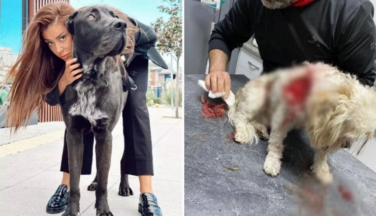 Ünlü İsmin Köpeği Başka Bir Köpeği Öldürdü!