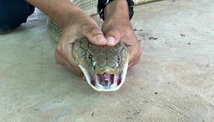 Kaputtan 16 Kg Ağırlığında Kobra Yılan Çıktı!