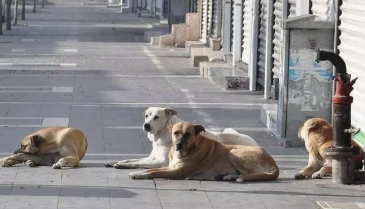Başıboş Sokak Köpekleri 3 Bin 476 Trafik Kazasına Neden Oldu!