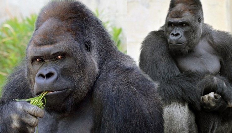 Gorillerin Penis Boyu: Kısırlık Gizemini Çözebilecek mi?