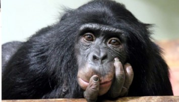 Şempanzeler de İnsanlar Gibi Hayat Boyu Öğreniyor!