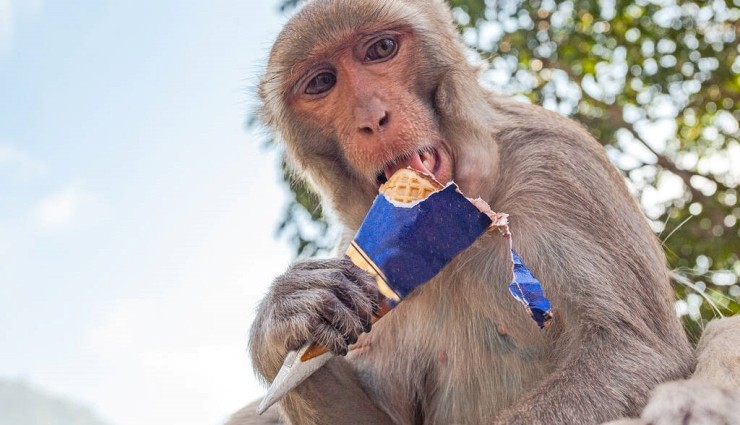 Primat Beyinleri: Besin Bulmaktan Öte Bir Amaç mı Taşıyor?