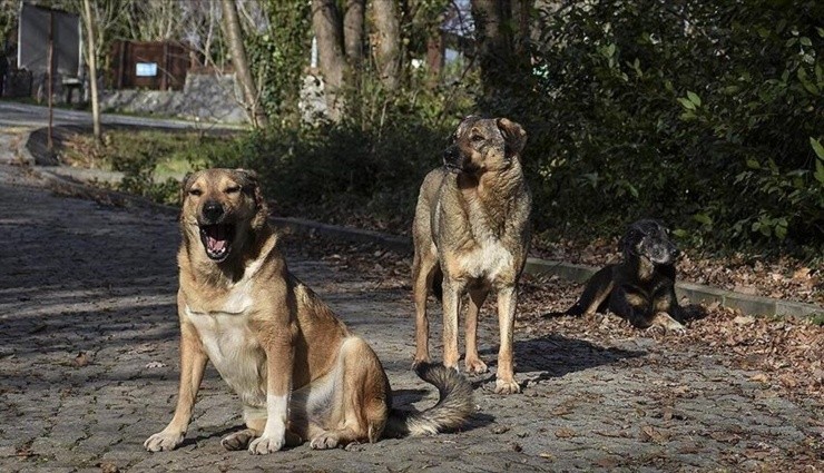 Ankara'da Başıboş Köpek Dehşeti!