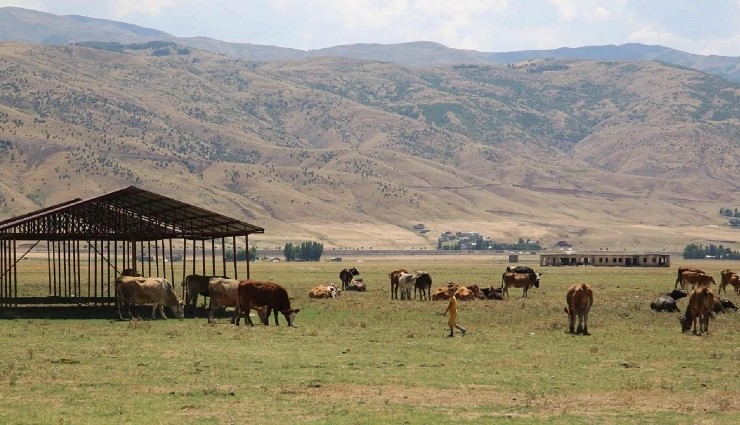 Bitlis’te Şarbon Tehlikesi: Bölgeler Karantinada!