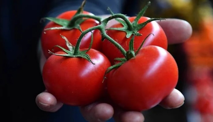 Virüslü Domates Tohumu Alarmı: 45 Günde 6 Operasyon!