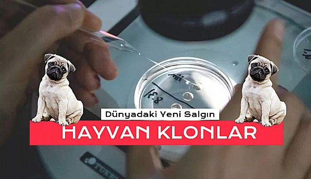 Evcil hayvan Klonlatmak  Yaygınlaşıyor