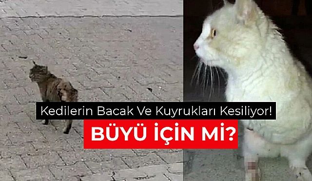 Kedilerin Bacak Ve Kuyruklarını Kim Kesiyor?