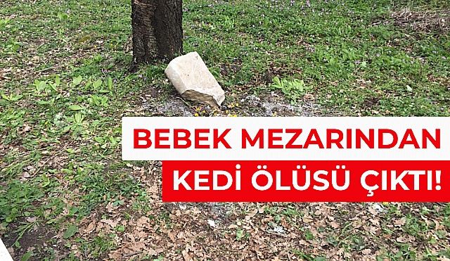 Şok! Başında Dua Ettikleri Mezardan Kedi Çıktı!