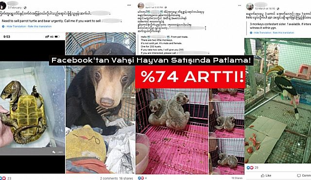 Sosyal Medyadan Vahşi Hayvan Satışı Patladı!